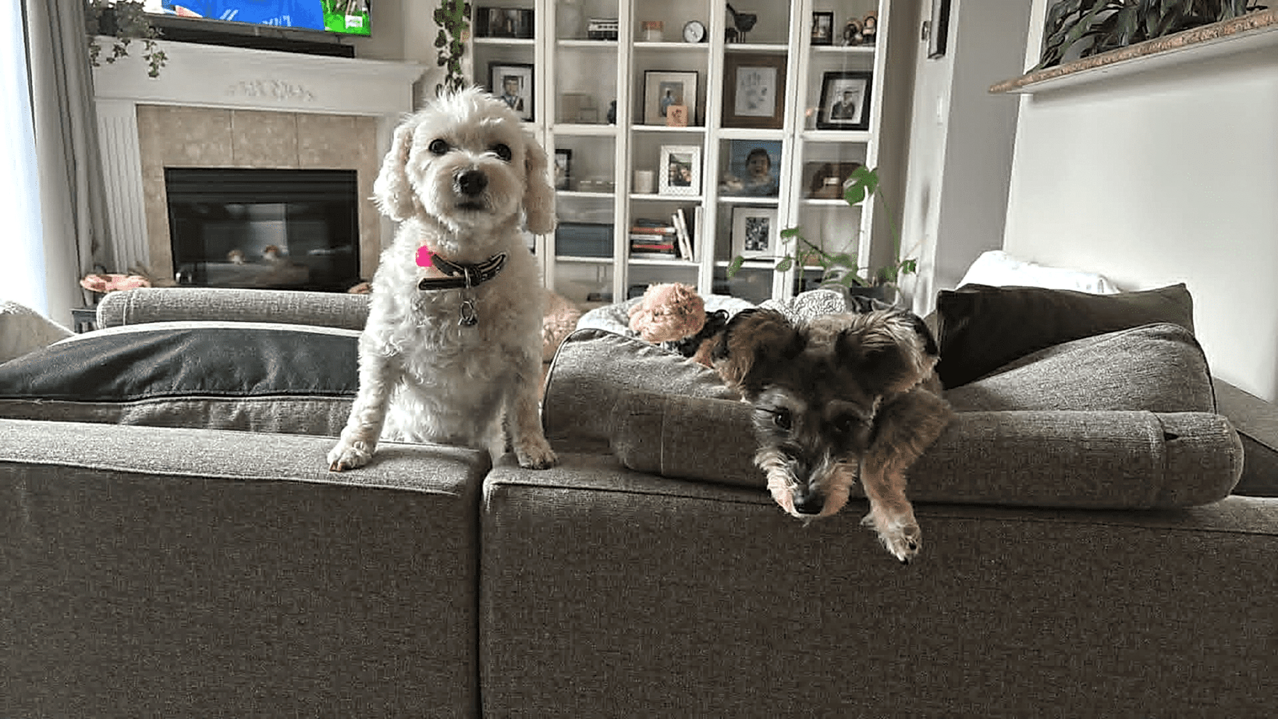 Pet-friendly home after professional house cleaning Vancouver